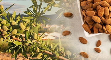 Dünyanın en besleyici ve yararlı besini badem seçildi