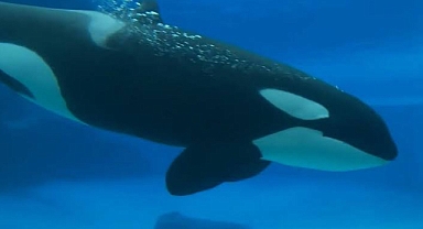 Dünyanın en yalnız orkası,44 yıllık esaretin ardından hayatını kaybetti 