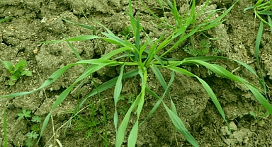 Edirne'deki kuraklık buğdayda 