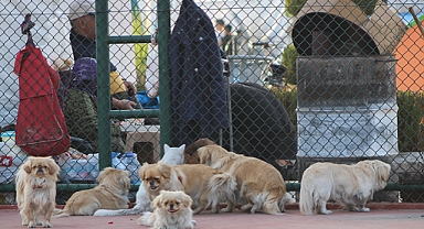 Evdeki Kedi ve Köpekler Depremden Hemen Önce Sahiplerini Uyandırmış