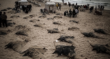  Gazze Şeridi açıklarında vatoz bereketi yaşanıyor