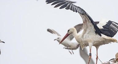 GPS ile takip edilen leylek Jonas İstanbul'da görüntülendi