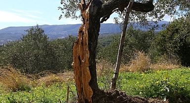 Hatay'da 80 yıllık zeytin ağacı depremde ikiye bölündü