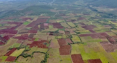 Hatay'da deprem nedeniyle evlerini terk eden çiftçiler, bahçelerinin bakımı için geri dönüyor 