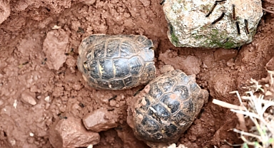 Hatay'da depremde oluşan yarıkta mahsur kalan iki kaplumbağayı mahalleli kurtardı