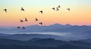 Her Kuş Kendi Sürüsüyle mi Uçar?