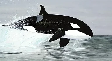İki katil balina tek seferde 17 köpekbalığını öldürdü
