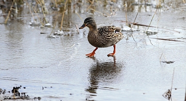 İklim Krizi ve Yok Olan Habitatlar Biyoçeşitlilik Kaybını Artırıyor
