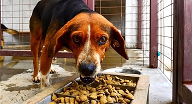 İzmir Büyükşehir Belediyesi can dostlarımız için mama üretimine başladı
