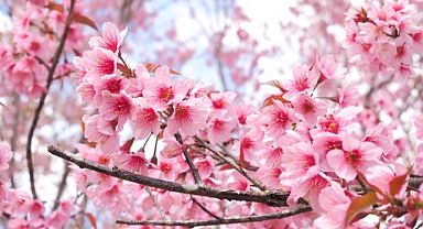 Kiraz çiçekleri (Sakura ) festivali