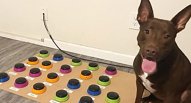 Köpekler gerçekten de düğmelere basarak bizimle iletişim kurabiliyor mu?