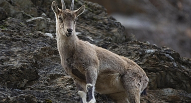 Koruma altındaki yaban keçileri Tunceli dağlarında beslenirken görüntülendi