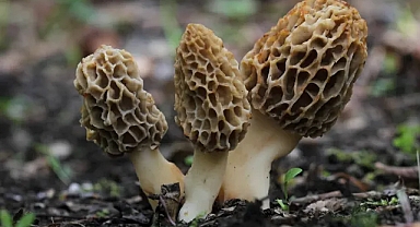 Köylüler ormandan topluyor, kilosu ise bin TL 