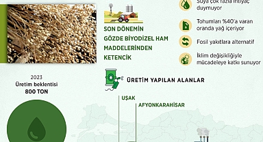 Kuraklığa dayanıklı ketencik bitkisi biyodizel üretiminde alternatif oluyor