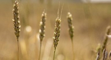 Kuraklığın rekolteye etkisinin sınırlı olması bekleniyor