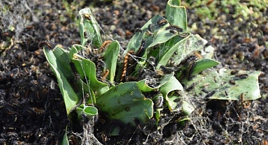 Kuraklık Şırnak'ta tırtıl istilasına neden oldu