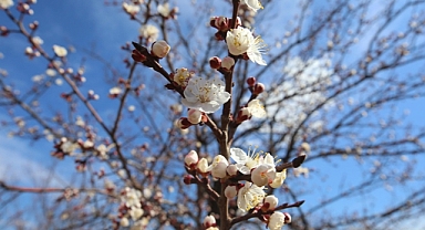 Malatya'da kayısı ağaçları sıcak havanın etkisiyle erken çiçek açtı