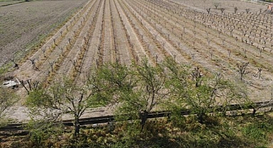 Manisa'da zirai don üzüm bağlarını olumsuz etkiledi