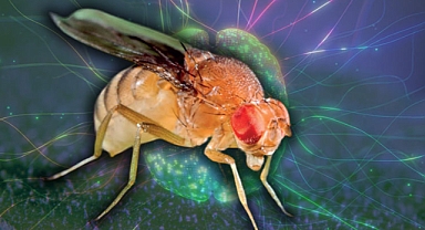 Meyve Sineklerinin Beyin Haritası Çıkarıldı