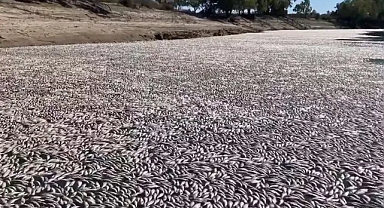 Milyonlarca ölü balık Avustralya kasabası yakınlarında 