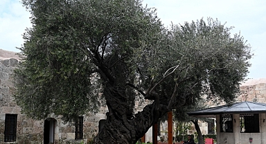Minaresi yıkılan caminin avlusundaki anıt ağaç depremde zarar görmedi