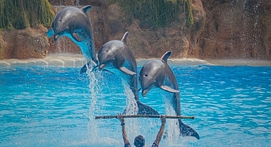  Onmega Dolphin Park kapatıldı