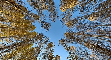 Ormanlar için seferberlik