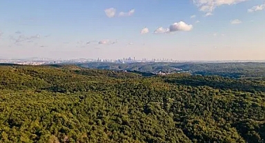 Ormanlar imara açılıyor