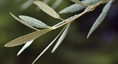 Oruçluyken hızla düşen insülin direncine mucize yöntem: İftardan sonra bir bardak içmek yetiyor 