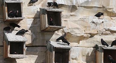 Şanlıurfa'da koruma altındaki kelaynaklar depremden etkilenmedi
