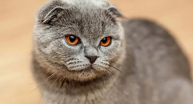 Scottish Fold Özellikleri ve Bakımı
