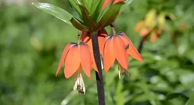 Şırnak'ta 'ters laleler' kartpostallık görüntü oluşturdu