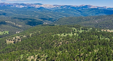 Sivas'ta ormanlık alan 20 yılda yüzde 30 arttı