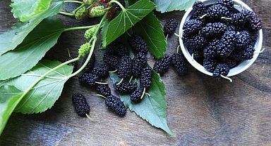 Sütten 25 kat fazla kalsiyum, ıspanaktan 10 kat fazla demir içeriyor! 