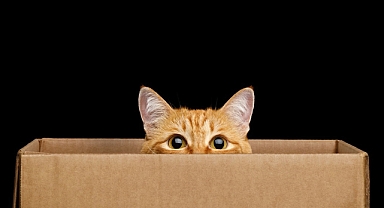 Tarihte İz Bırakan Kediler