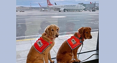 THY can kurtaran köpekleri business koltuklarda uçurdu