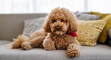 Toy Poodle'ların Kendine Has Özellikleri ve Bakımı Hakkında Tavsiyeler