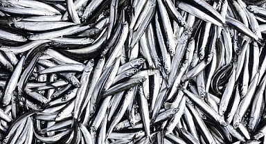 Tüm Karadeniz'de Hamsi için çağrı