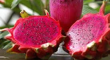 Tunus’taki kuraklık çiftçileri 