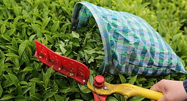 Türk çayı ihracatı 2 ayda 3,2 milyon doları aştı