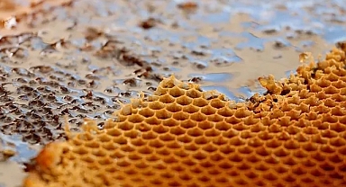 Türkiye'nin 2 aylık bal ihracatı 6,5 milyon dolar oldu