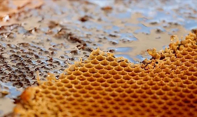 Türkiye'nin 2 aylık bal ihracatı 6,5 milyon dolar oldu