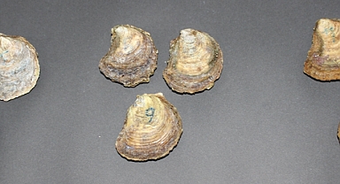 Üçlü stres faktörü bağışıklıktan üremeye kadar deniz canlılarını etkiliyor