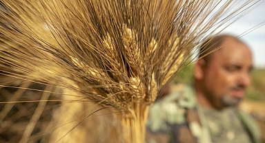 Uzmanlardan buğday üretiminde kuraklık riskine karşı öneriler