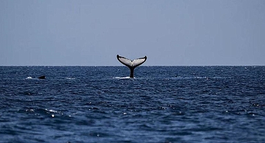  Yaklaşık 8 Milyon Canlı Türünün Yüzde 25'i Yok Olma Tehlikesi Altında