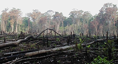 YEŞİL GÜNDEM:Kurumsal sürdürülebilirlik,