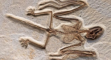 52 Milyon Yıllık Bilinen En Eski Yarasa İskeletleri Bulundu
