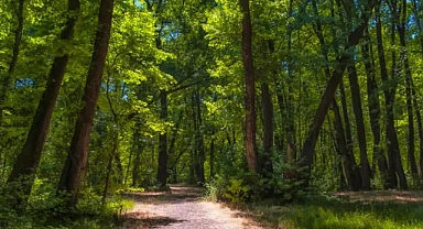 AB, orman tahribatına neden olan ürünleri yasaklayacak