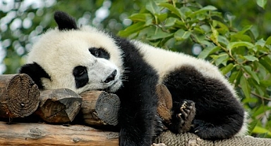 ABD’de 20 yıl yaşayan dişi panda Ya Ya, Çin’e döndü