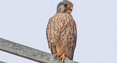 Ağrı Dağı'nın kuzeyinde tespit edilen kuş türü 200'e ulaştı